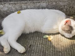 -皇城老妈火锅·川味传承(港湾店)