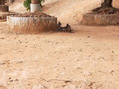 -泉州海丝野生动物世界