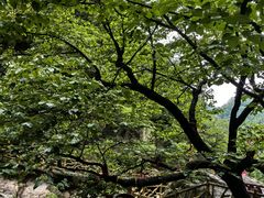 -洛阳白云山景区