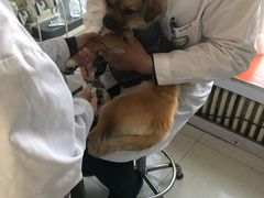 -邢大夫动物医院