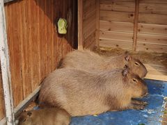 -廊坊固安福朋喜来登酒店