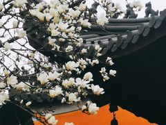 -灵谷景区