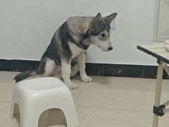 -联合动物医院(光谷诊疗中心)