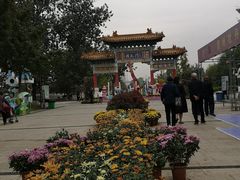 -曹州牡丹园