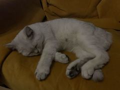 -猫尾侦探俱乐部·剧本杀·狼人杀