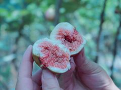 -武汉世外桃源农庄