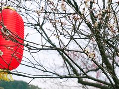 -林屋梅海青梅保护基地