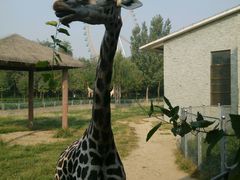 -石家庄市动物园