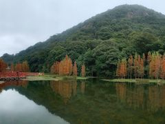 -广州市石门国家森林公园