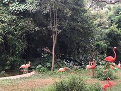 -深圳野生动物园