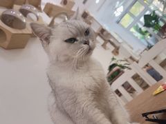 -李小姐の猫咖啡馆(五角场店)