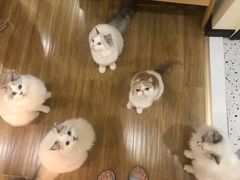 -滚猫咖啡·猫咖·猫友好撸猫(未来城店)