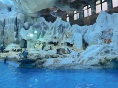 -帝企鹅自助餐厅•儿童岛•真企鹅(长隆企鹅酒店)