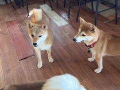 -柴犬高等学院·狗咖·柴犬售卖·宠物训练