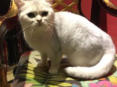 -猫色咖啡·猫咖