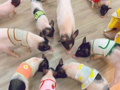 -猪盟咖啡店(玖洲道店)