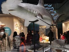 -贝林大翅鲸简餐厅(国家海洋博物馆店)