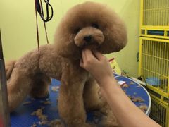 -爱宠屋pet shop·宠物洗澡·宠物美容