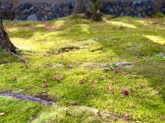-西芳寺(苔寺)