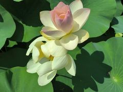 -莲花池公园