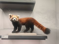 -四川大学博物馆