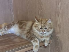 -MOCHA明星猫咖(田子坊店)