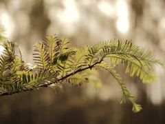 -白鹭湾湿地公园