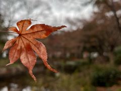 -秋霞圃