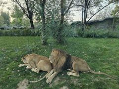 -北京野生动物园