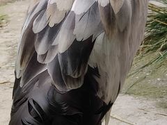 -青藏高原野生动物园