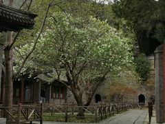 -香山公园