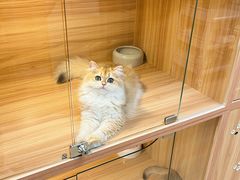 -猫十亿·布偶金渐层·曼基康矮脚猫舍(青年路店)