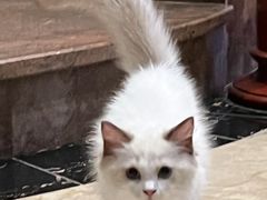 -lincat·猫舍(广州店)