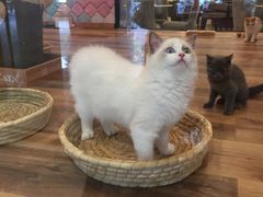 -袖虎·猫馆(体育西路店)