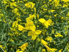 -贵阳市花溪国家城市湿地公园