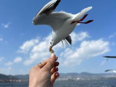 -海埂大坝