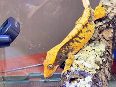 -酷以爬仙阁实体爬宠店·守宫·蜥蜴·专业繁育