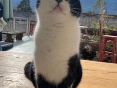 -喵屿·大理花园猫咖