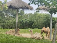 -北京野生动物园