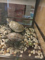 点击看大图 -卡通尼·Safari非洲探索乐园·生日会(金桥国际商业广场店)