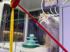 -小猫来了·猫舍(红山六九七九店)