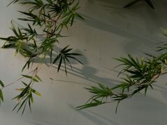 -杭州植物园