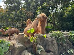 -海南热带野生动植物园