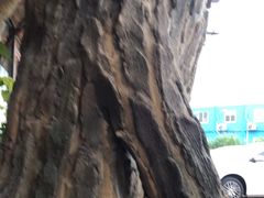 -张钰强中医正骨推拿连锁(唐家人才公寓店)