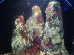 -欢乐海岸海洋奇梦馆