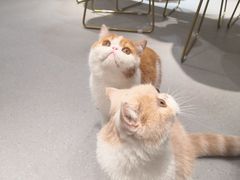 -飞行喵MR PILOT|猫舍·猫咖(静安大融城店)
