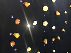 -青岛贝壳博物馆