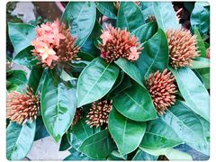 -三圣花乡旅游区