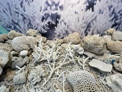 -贝壳沙滩