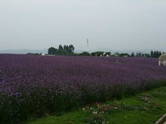 -紫颐香薰山谷景区